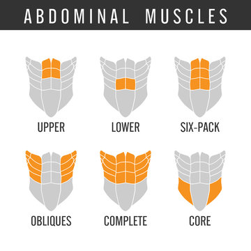 Human Abdominal muscles overall in icon style. Illustration about bodybuilding.