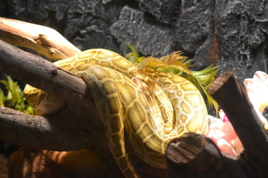 python on tree