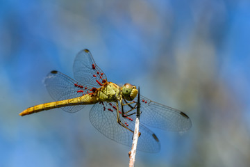 Allphotokz Dragonfly 20190722 0447 D810