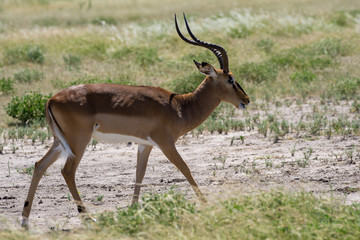 Naklejka na ściany i meble Impala in Etosha National Park