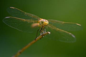 Allphotokz Dragonfly 20190722 0460 D810