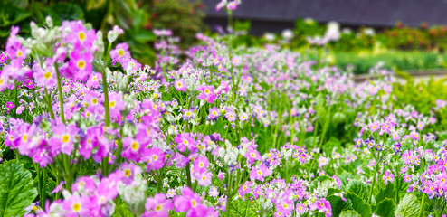 Obraz premium flower in the garden at Thailand