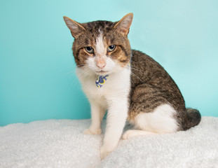 Tabby Brown and White Cat Rescue Wearing Blue and White Bow Tie Costume Portrait Sitting Looking at Camera