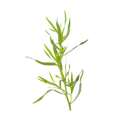 branch of tarragon isolate don white