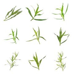 set of leaves of tarragon isolated on white
