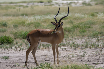 Impala in Etosha National Park