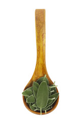 heap of leaves of sage in wooden spoon isolated on white background