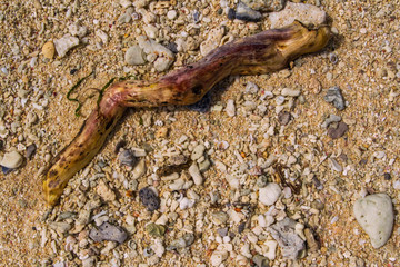 Driftwood on the coral beach