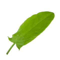 Obraz premium fresh green leaf of sorrel isolated on white