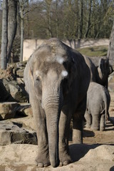 Fototapeta premium éléphants