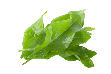 heap of fresh green leaves of sorrel with water drops isolated on white