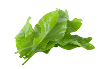 heap of fresh green leaves of sorrel with water drops isolated on white