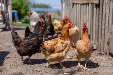 Chickens graze in a lawn at a home farm