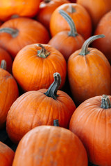 a lot of Autumn pumpkins at outdoor farmers market on display for sale ready for Halloween