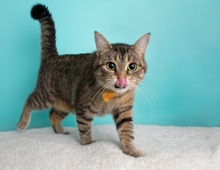Cute Young Tabby Cat Wearing Orange and Yellow Bow Tie Flower Costume Portrait Standing and Walking with Tongue Out
