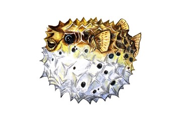 fish-ball painted with watercolor paints and pencils - illustration © Elena