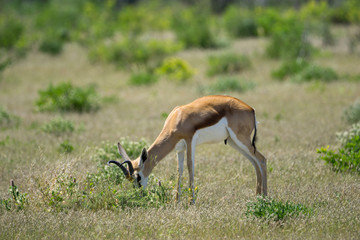 Naklejka na ściany i meble Springbok in Etosha National Park