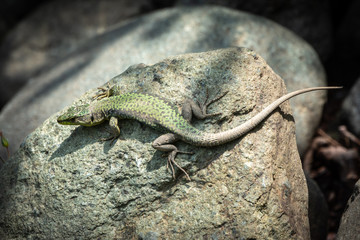 The lizard Lacerta viridis sits on a stone
