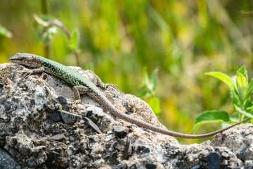 The lizard Lacerta viridis sits on a stone with green background