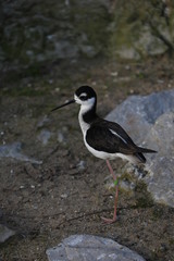 oiseau une patte