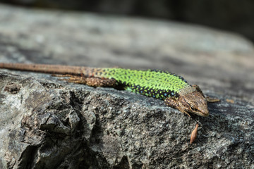 Naklejka na ściany i meble Green Lizard crawling on a stone cliff