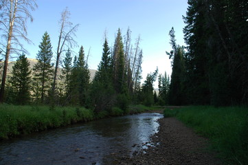 river in the forest