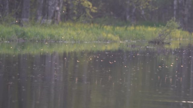Swarming mayfly (possible Ecdyonurus fluminum, Ephemeroptera) over a small forest river