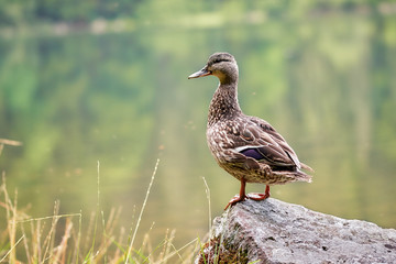 One female mallard duck (Anas platyrhynchos) standing on a rock in nature background, Feldberg Germany
