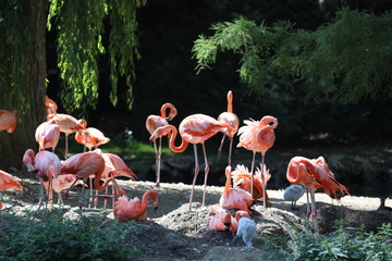 flamand rose