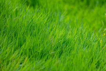 Green grass for background, natural grass texture