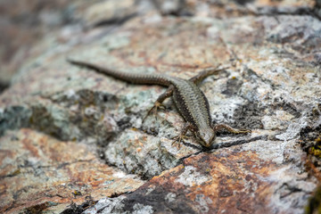 Green Lizard crawling on a stone cliff
