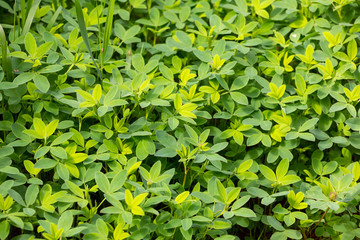 Green grass for background, natural grass texture