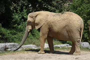 éléphant