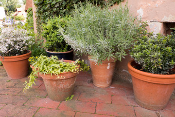 Topfpflanzen mit Lavendel, Efeu und Buchsbaum stehen auf einem gepflasterten Hof.