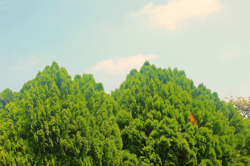 Fototapeta premium 측백나무 산풍경