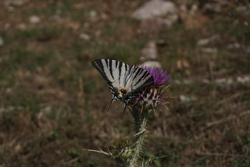 Schmetterling (Segelfalter) in der Natur © martenphotos