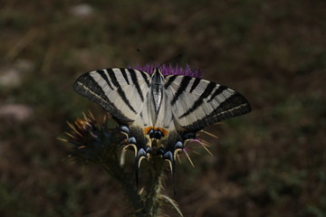 Schmetterling (Segelfalter) in der Natur