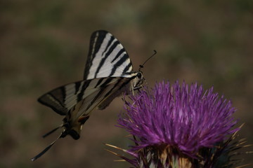 Schmetterling (Segelfalter) in der Natur