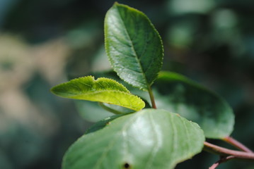 green leaves on tree