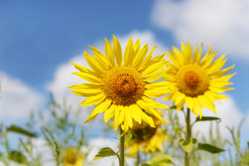 sunflower flowers