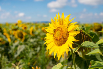 Fototapeta premium sunflower flowers