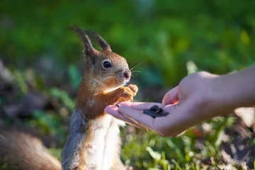 Foto op Plexiglas Ginger squirrel takes from hands of human seeds © EverGrump