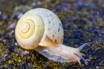 Snail in shell crawling on a road