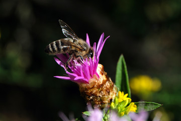 Bee on purple blossom - Stockphoto