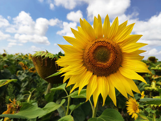 sunflower flowers