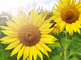 sunflower flowers