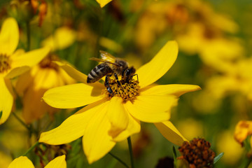 Yellow blossoms and a bee - Stockphoto