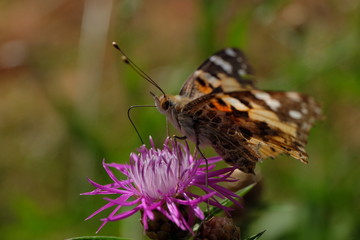 Distelfalter auf Distelblüte - Stockfoto