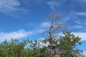 Obraz premium Commonly as Catclaw and phytogenically as Senegalia Greggii, this large shrub is a major component of native Southern Mojave Desert plant communities in Joshua Tree National Park.