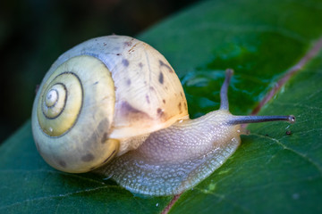 Snail in shell crawling on a plant leaf